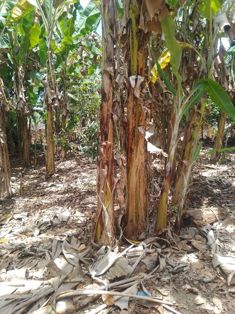 Vende-se  sítio em livramento - Foto 2