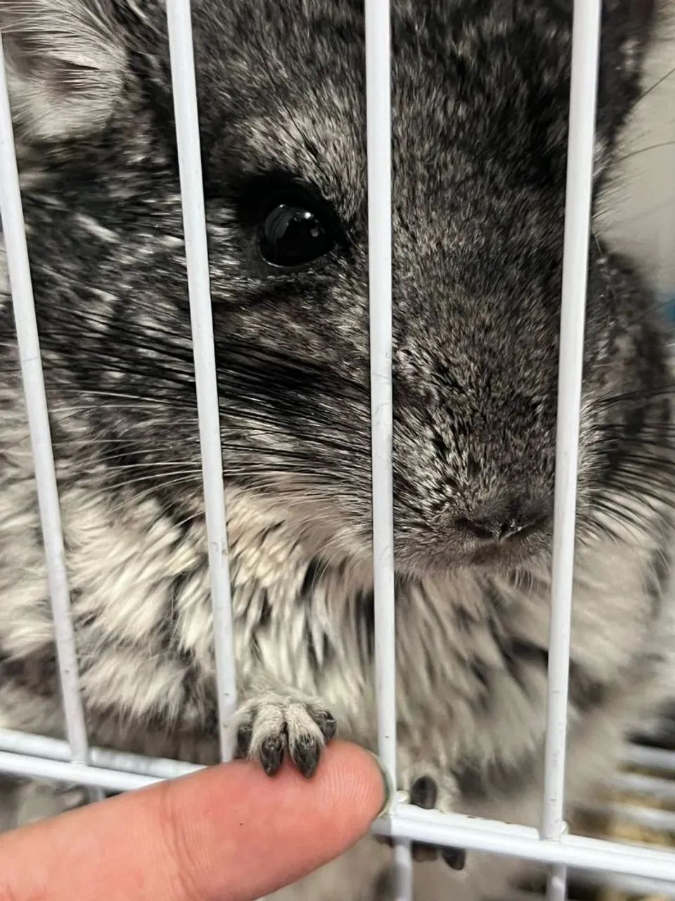 Vendo um amoroso, dócil e lindo chinchila!!! Seu nome é totoro - Foto 2