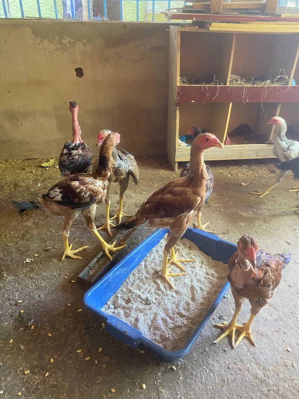 Frangos índios gigantes 