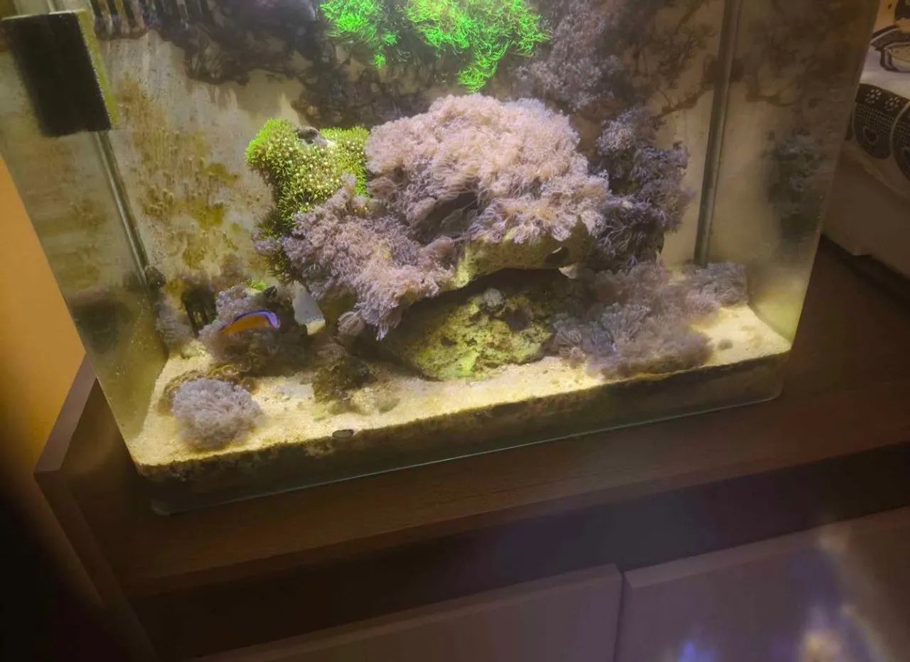 Aquário Marinho Completo Nano Reef - Vidro Curvo + Fauna