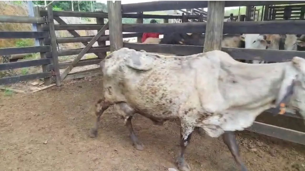 Vacas cruzadas - Foto 6