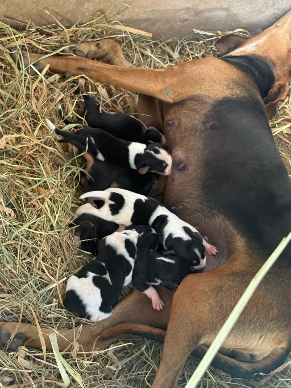 Cachorro de caça Americano