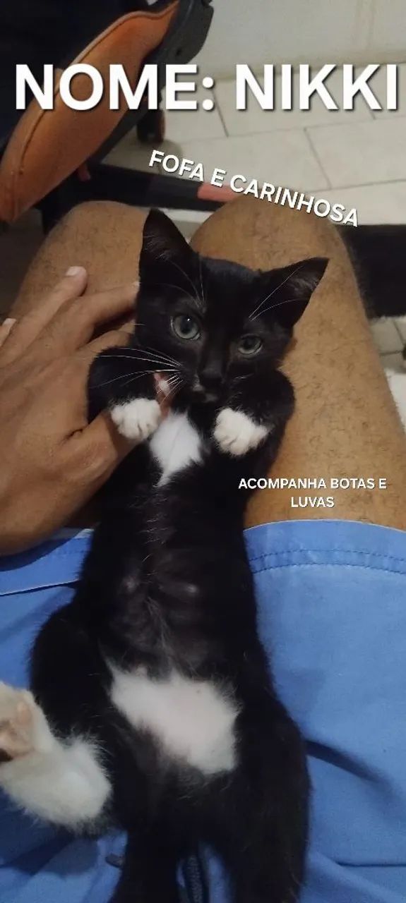 DOA-SE FILHOTES DE GATO - Foto 4