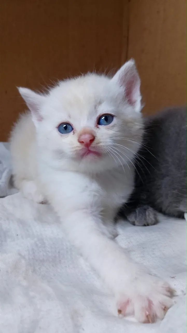 Gatinhos angora turco - Foto 3
