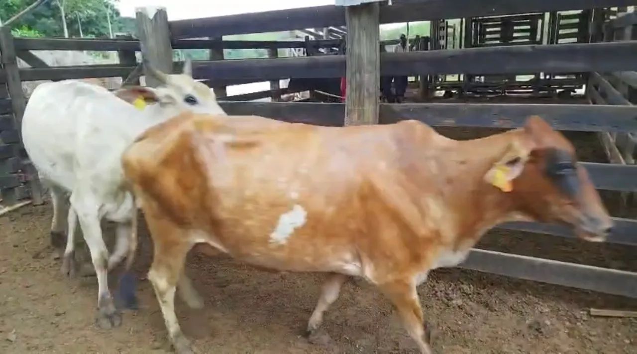 Vacas cruzadas - Foto 3