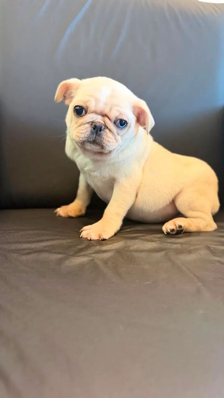PUG MACHO BRANCO  - Foto 3