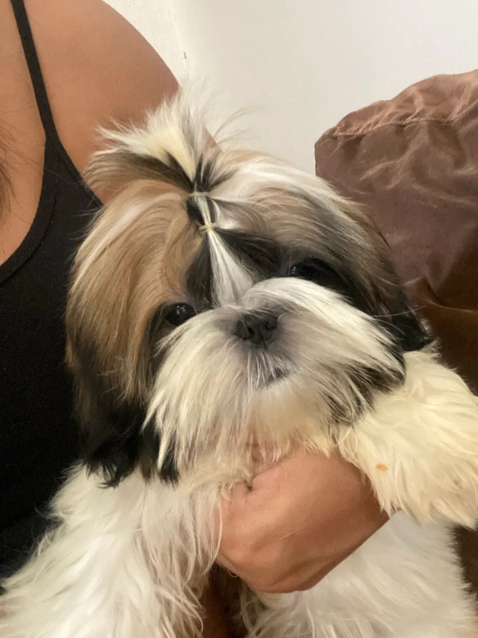 Shihtzu macho 4 meses, lindo e dócil. 