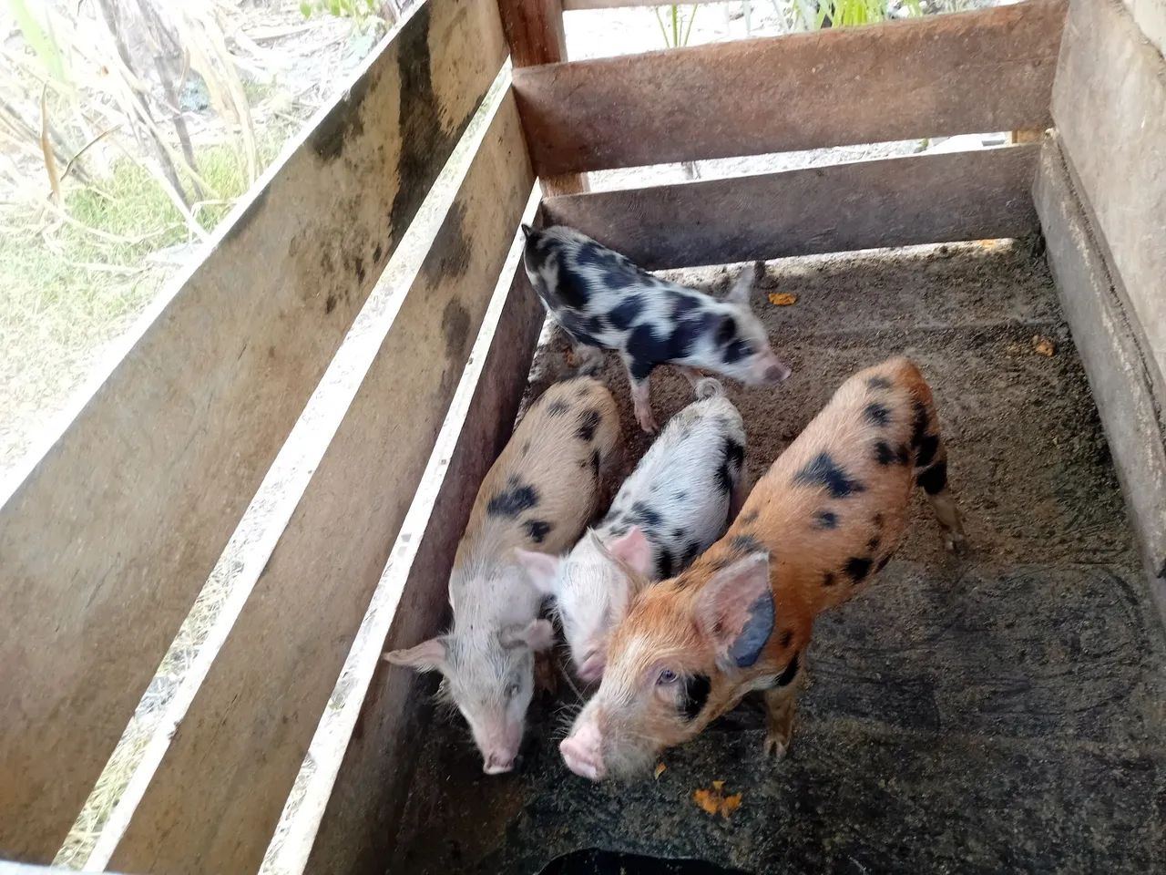Vende se - Foto 5