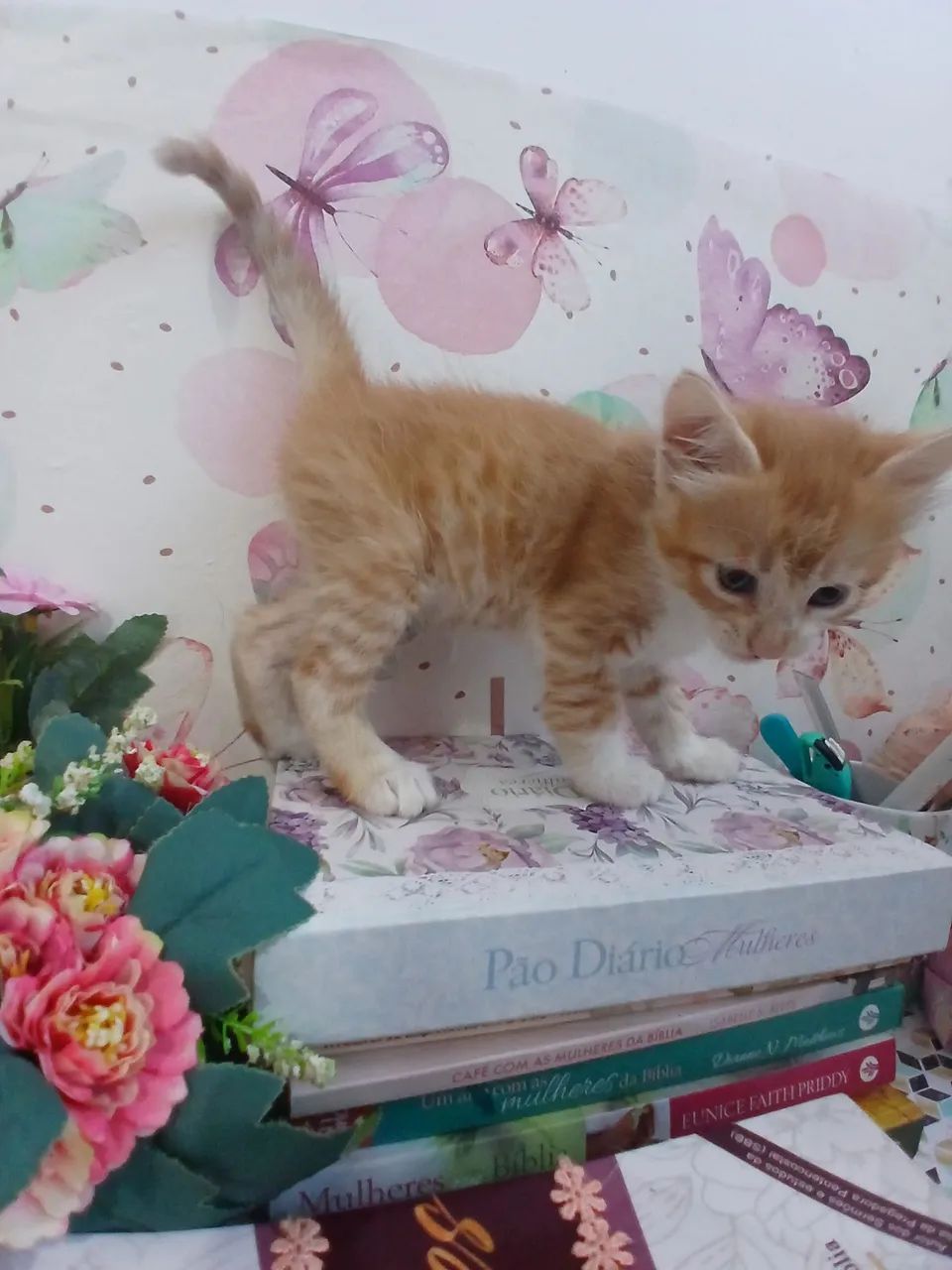 Doação lindos filhotes de gatinhos - Foto 2