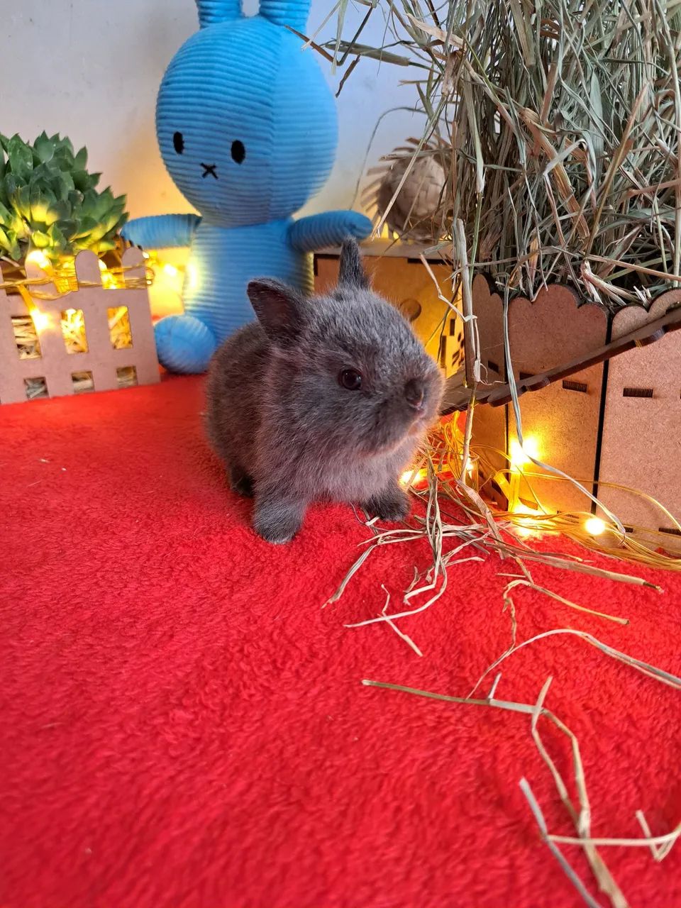 Mini coelhos  - Foto 5