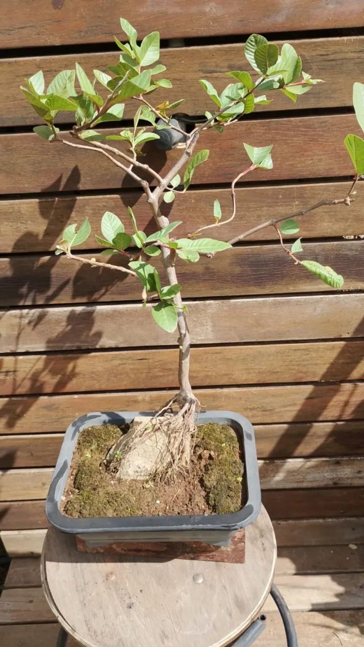 Bonsai de Goiaba na pedra