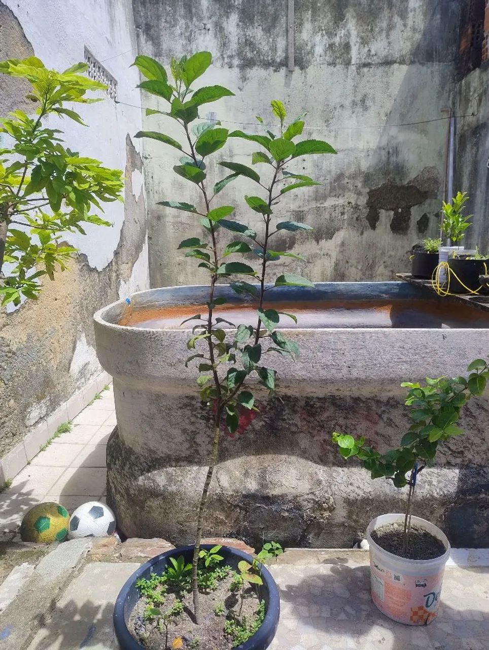 Planta  maçã Eva com 90 centímetros  - Foto 5