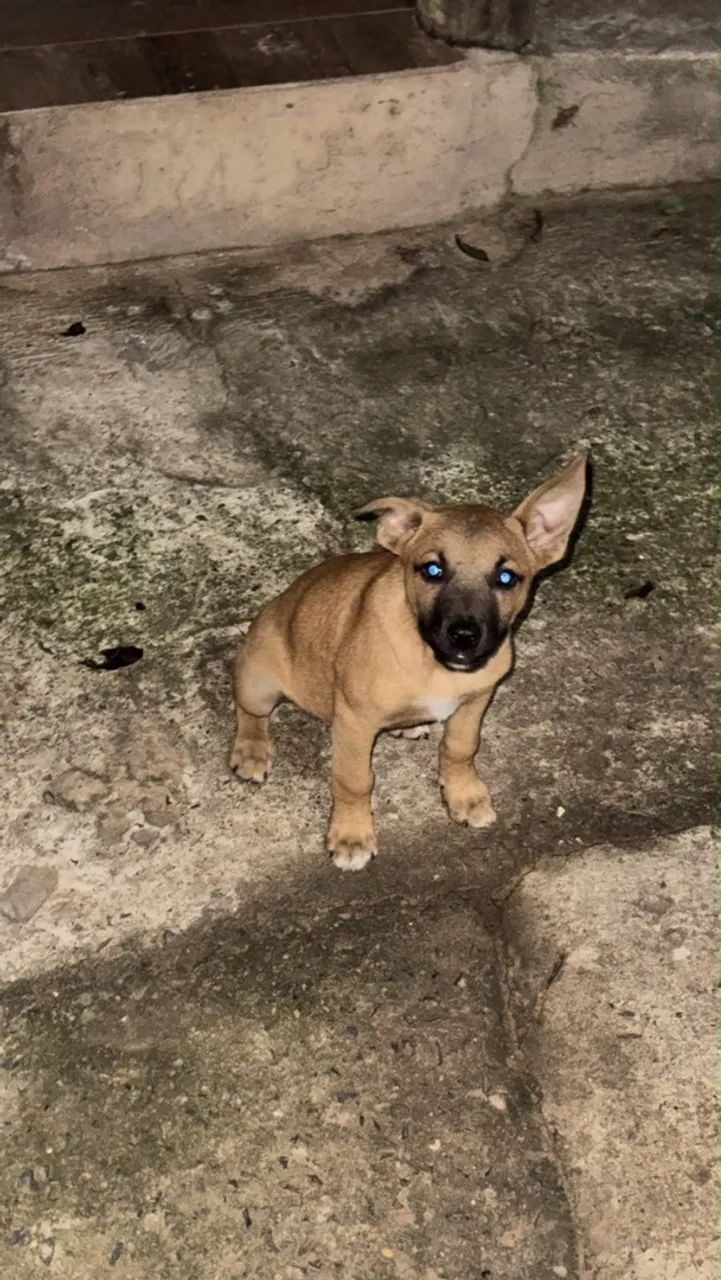 Doação filhote de boxer  - Foto 2