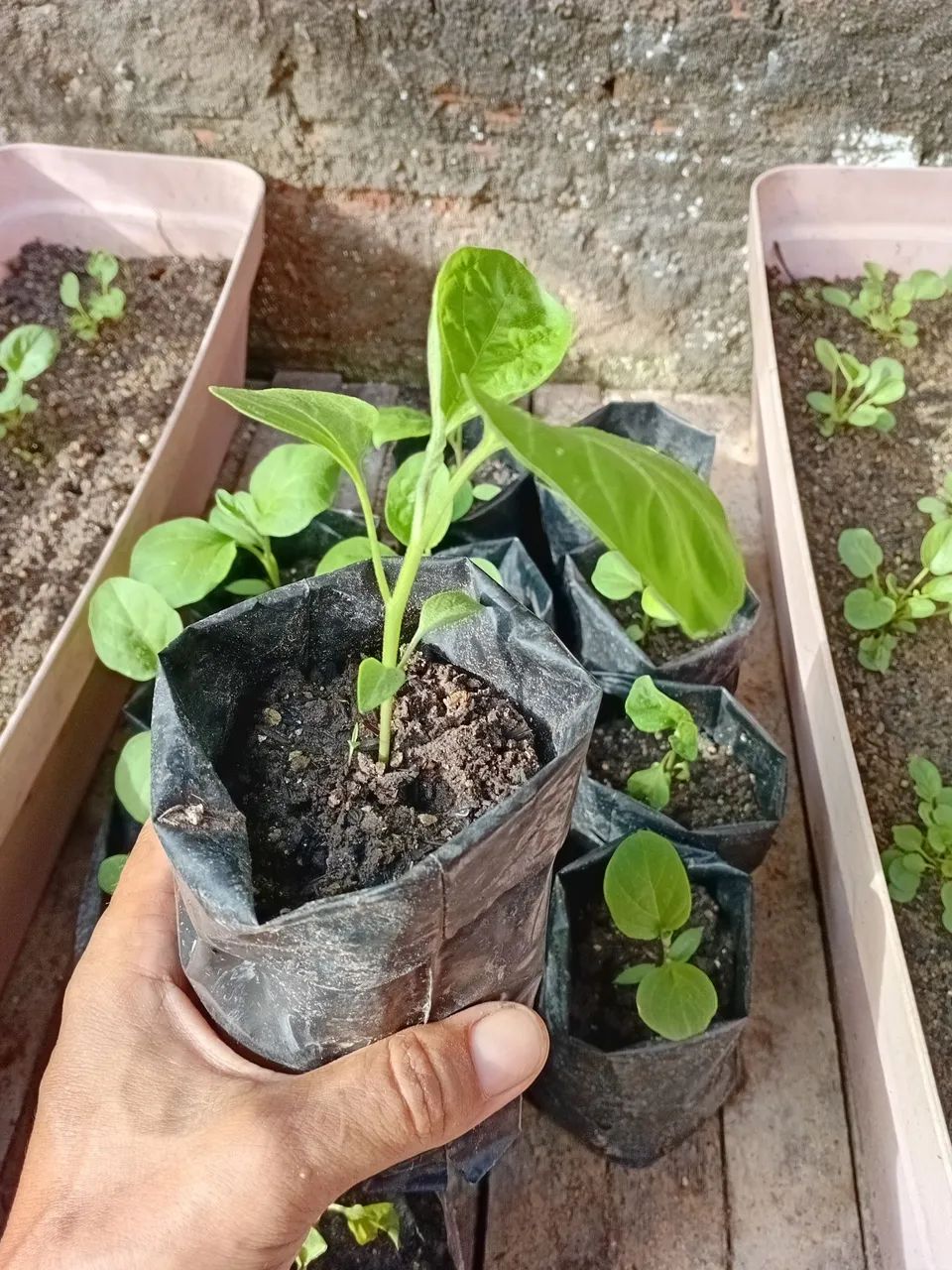 Mudas de Beringela