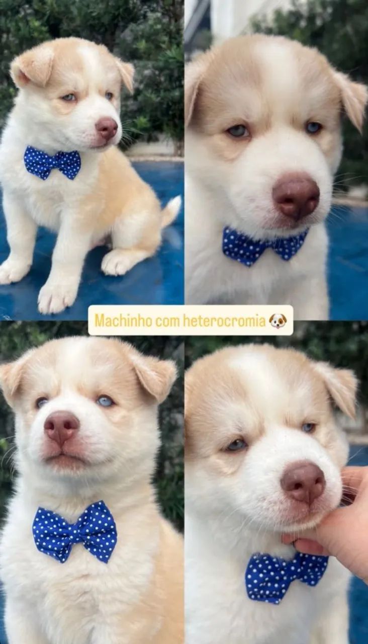 Husky siberiano  - Foto 3