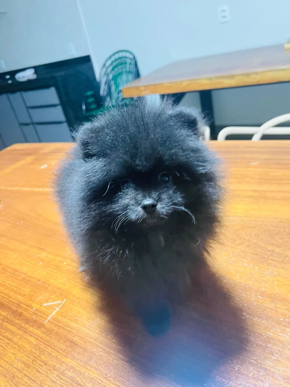 Cachorro  - Foto 3