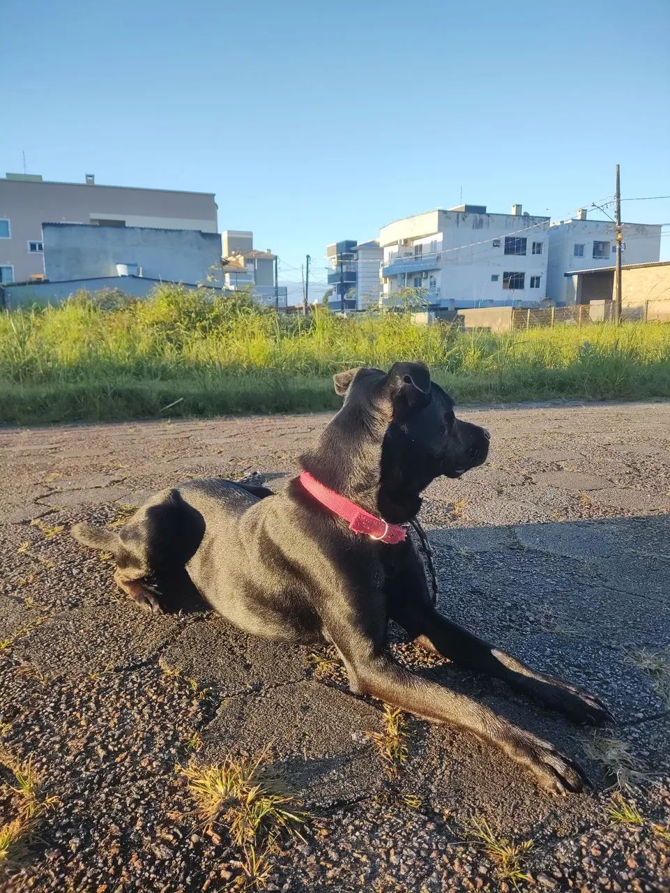 Doação de mix de labrador com SRD