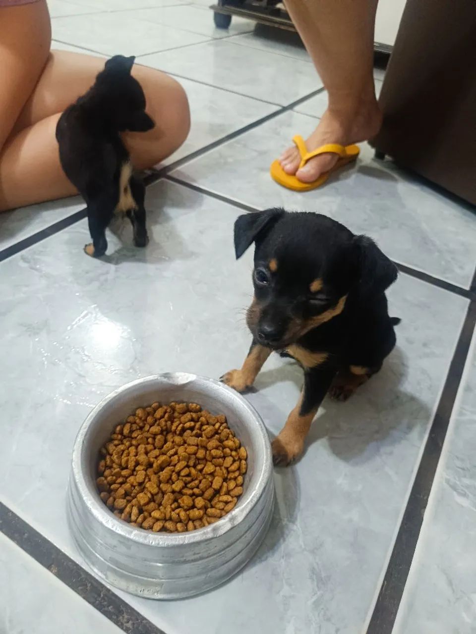 Filhotes de pinscher zero - Foto 3