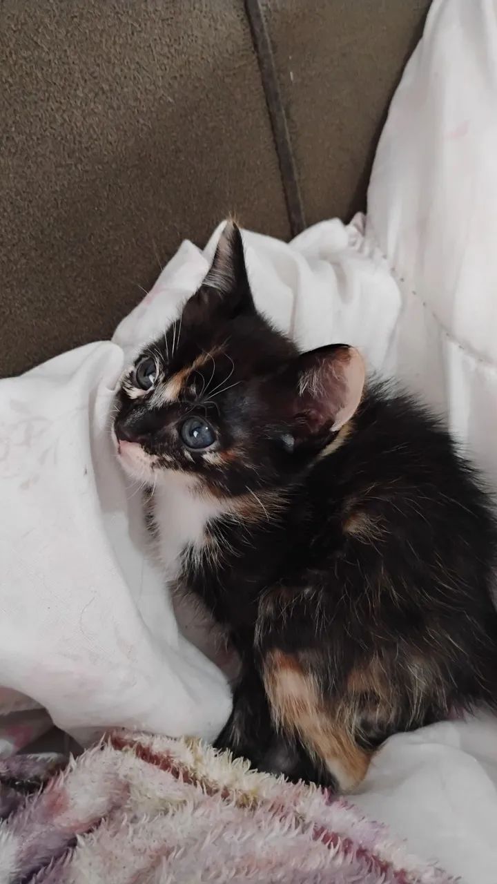 Adota-se gatinhos  - Foto 2