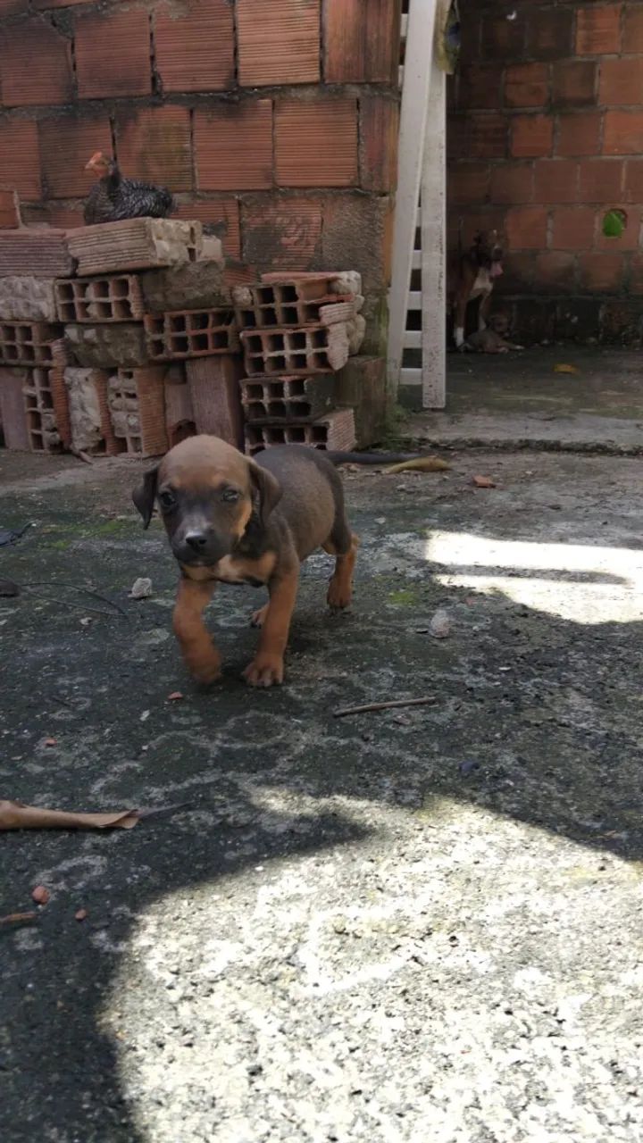Doação  - Foto 4