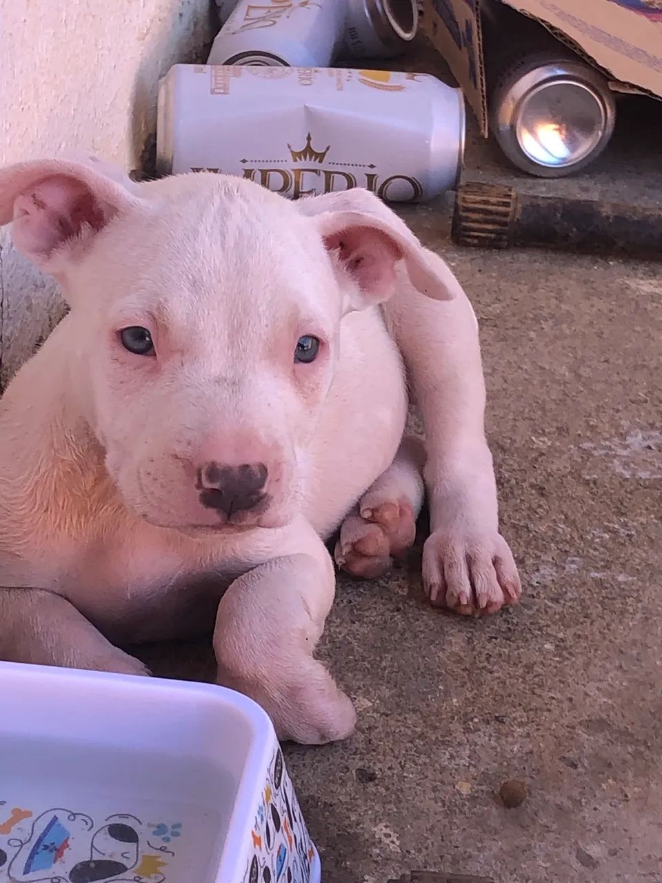 Vende-se pit bull  - Foto 4