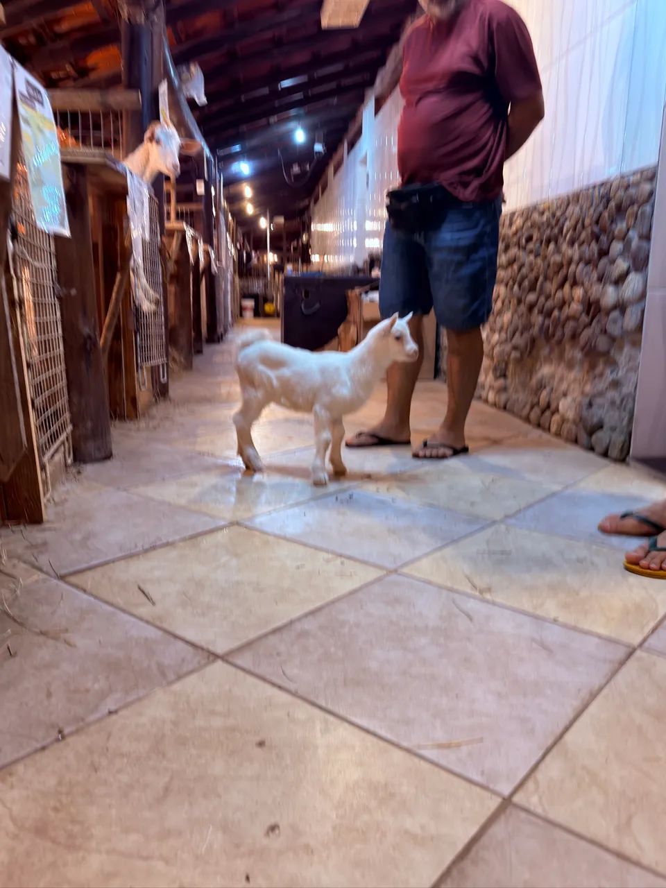 Cabra leiteira sannem Raça pura - Foto 3