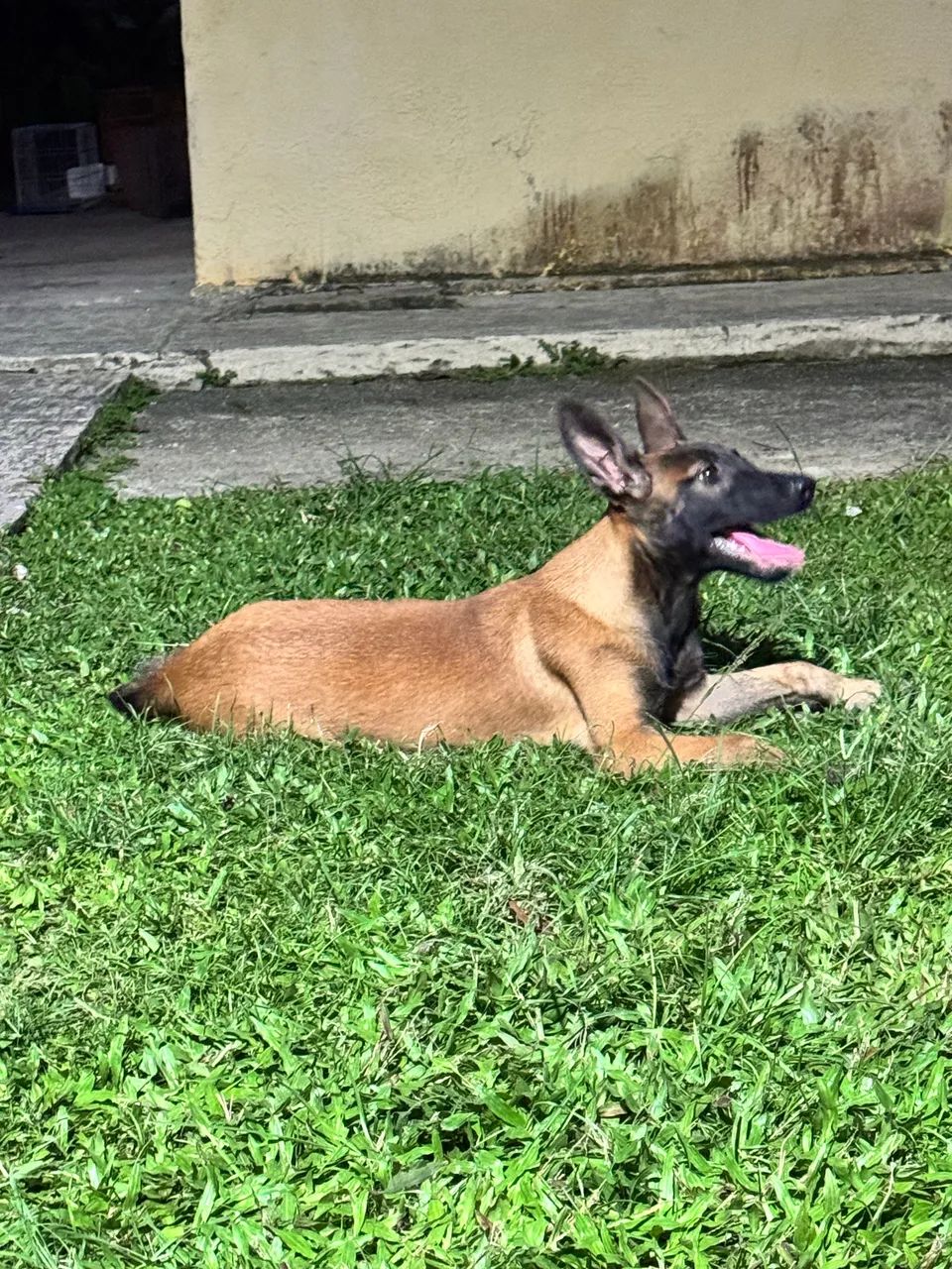 Belga de Malinois filhotes  - Foto 2