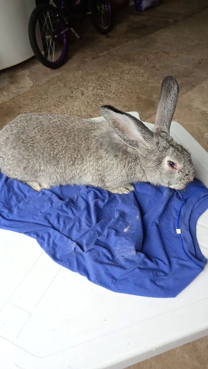 Coelhos  - Foto 2