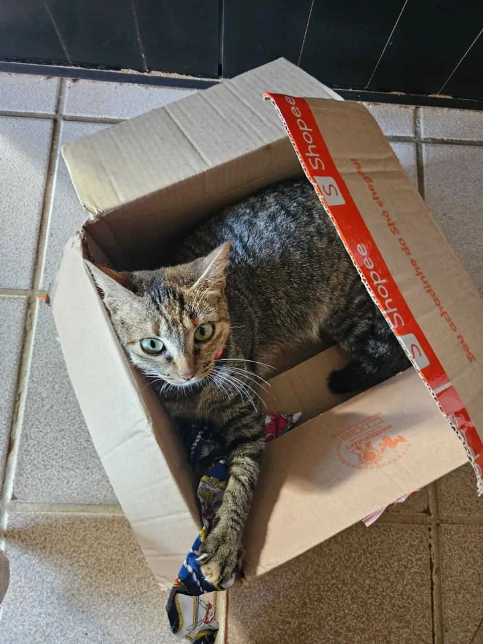 Gatinha para Adoção  - Foto 2