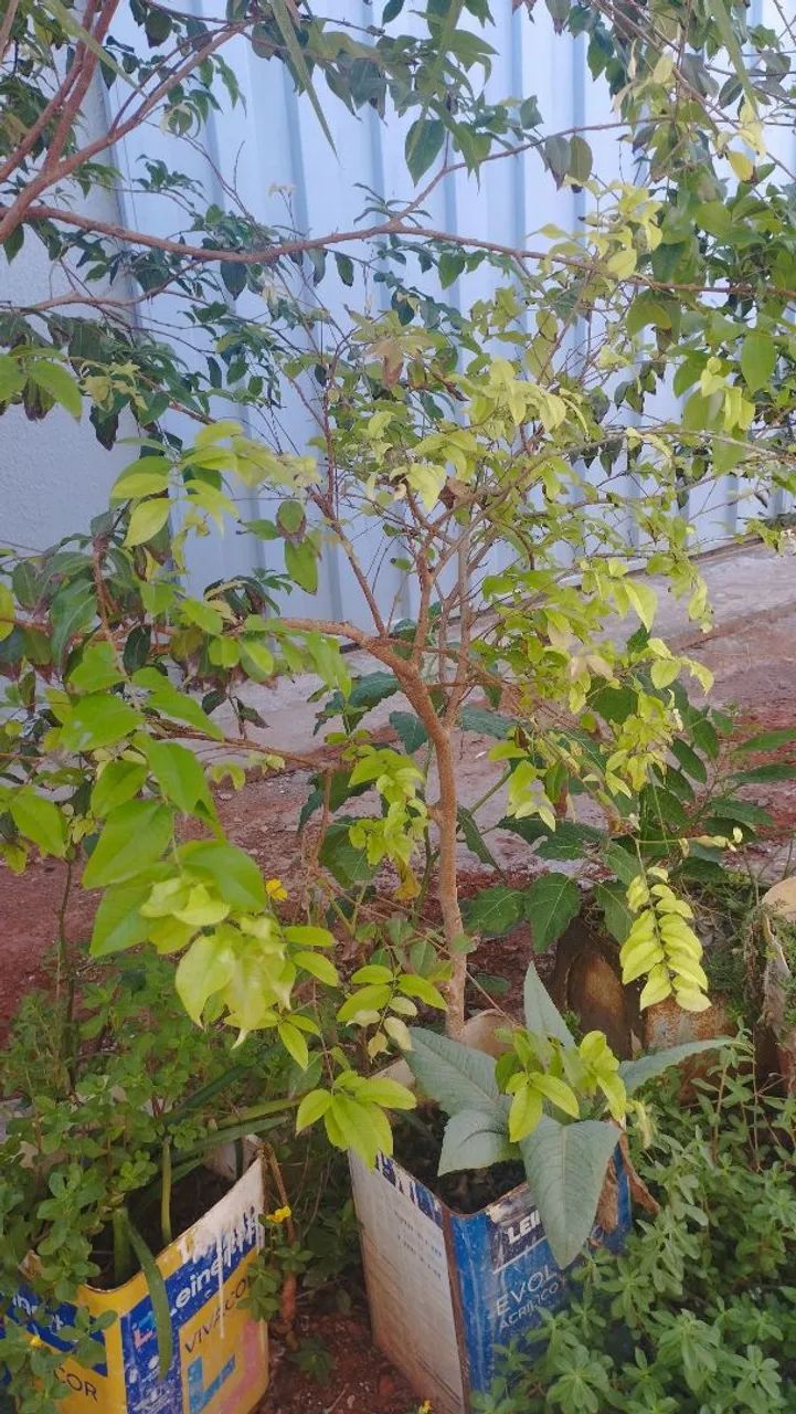 Mudas Frutíferas  - Foto 2