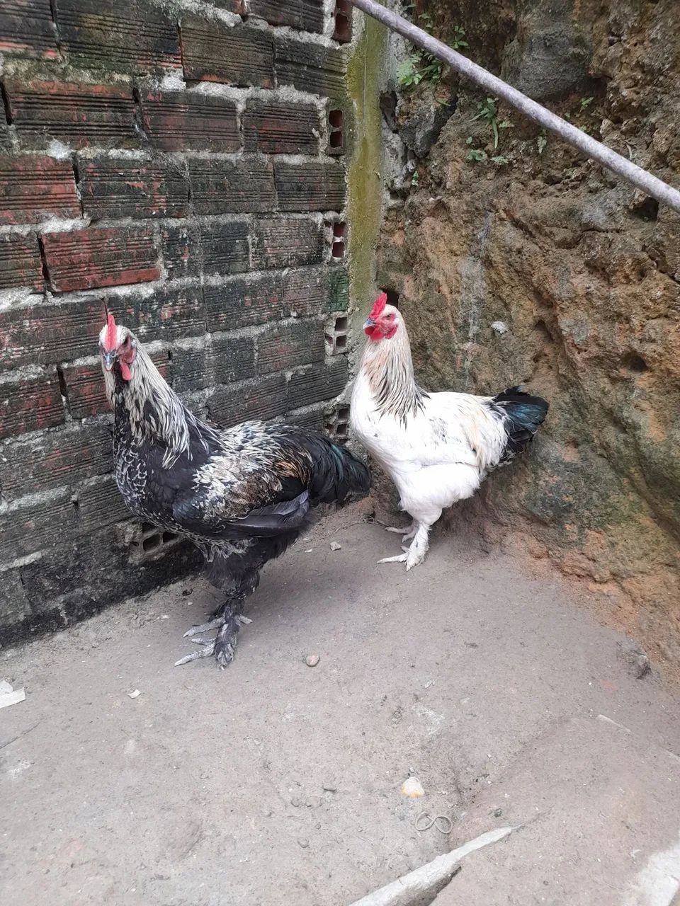 Galo brahma - Foto 4