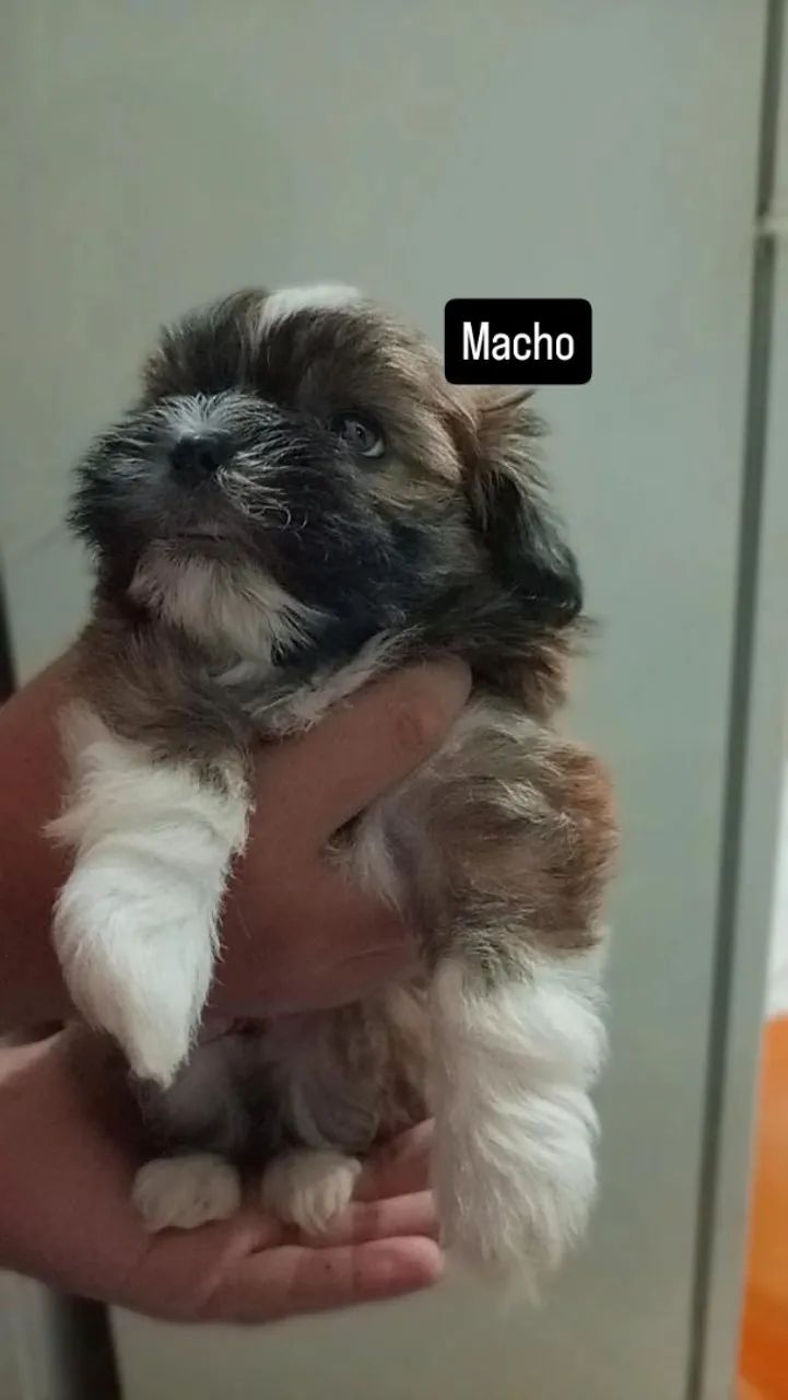 Shitzu 2 meses - Foto 2