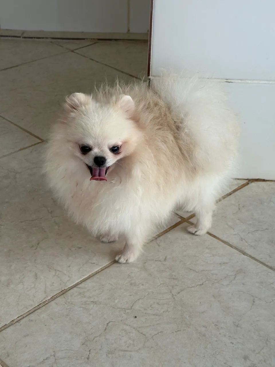Macho de Spitz  - Foto 2
