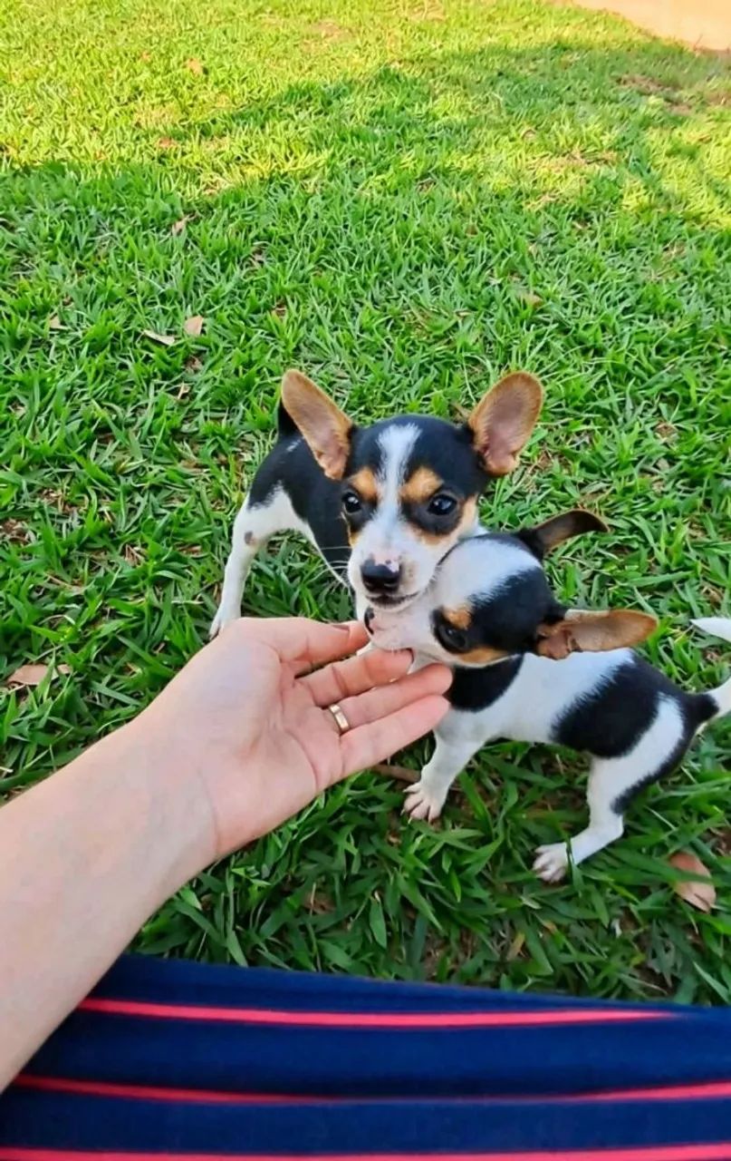 Pinscher  - Foto 4