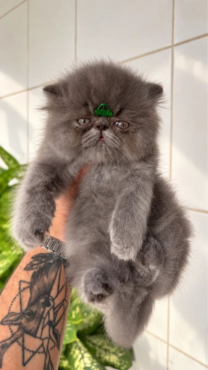 Gato persa macho 