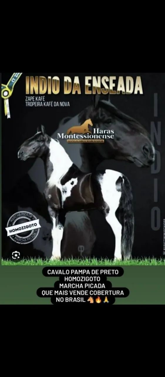 Cavalo  - Foto 4