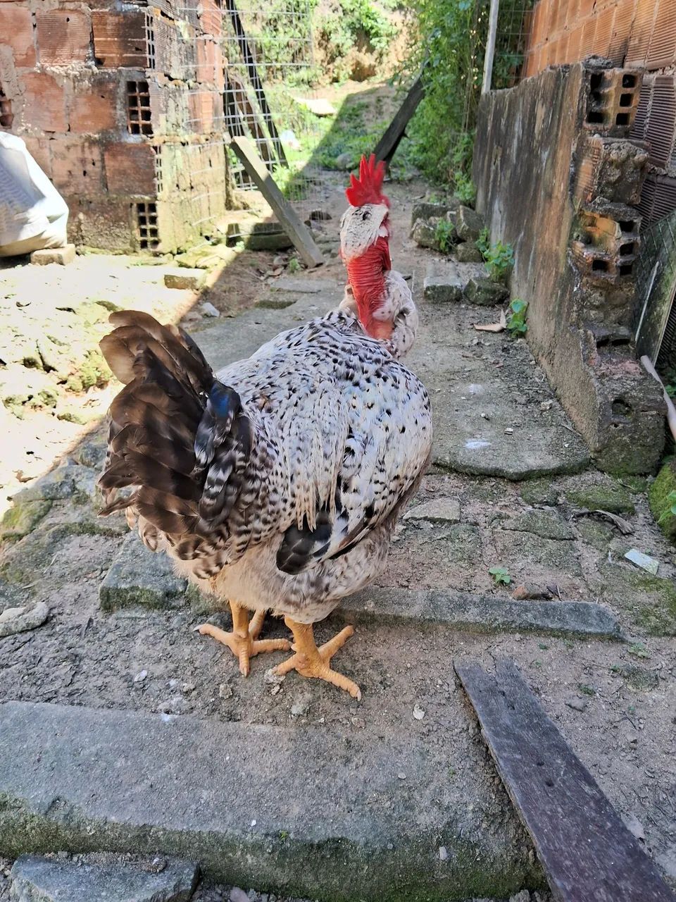 Vendo esse frango polaco 150 - Foto 2