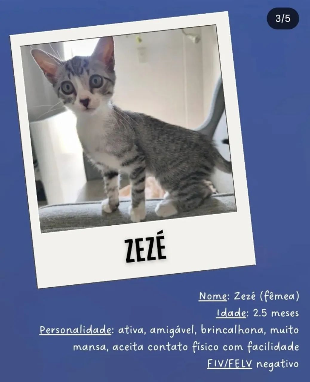 Zezé - Adoção responsável