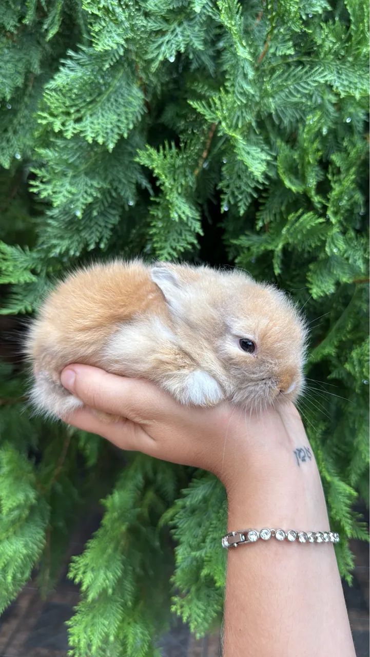 Mini coelhos  - Foto 2