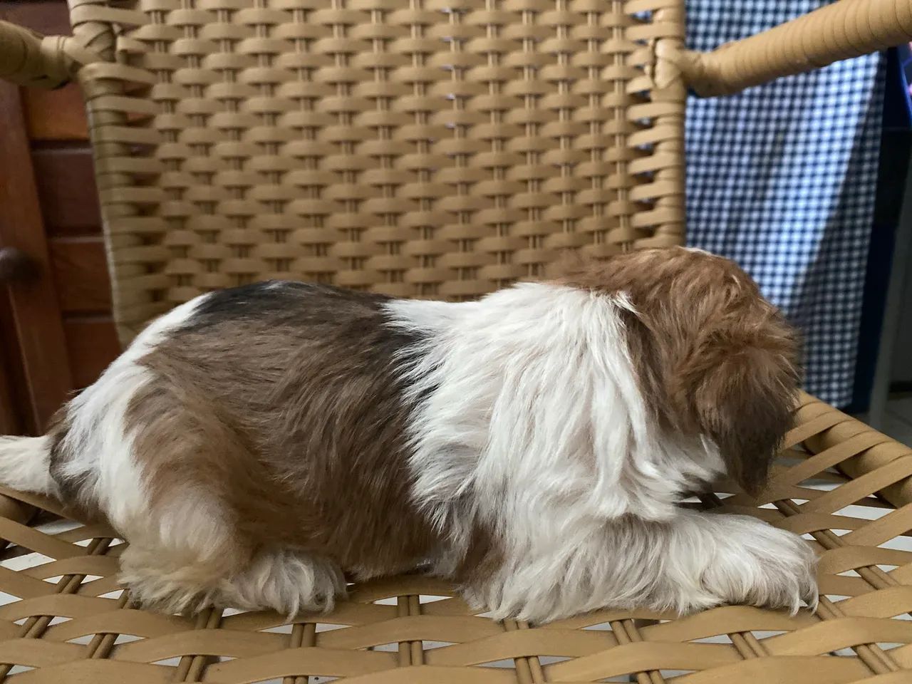 Filhote de Shihtzu  - Foto 5