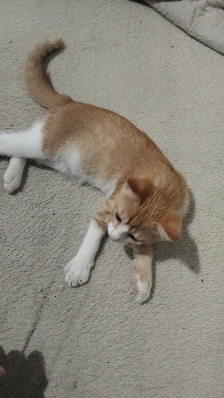 Gata para adoção  - Foto 3
