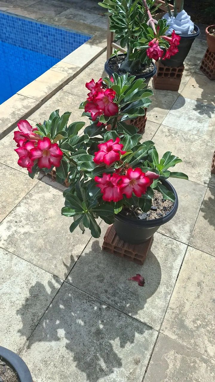 Rosas do Deserto " Variadas espécies,  cor e tamanho " - Foto 3