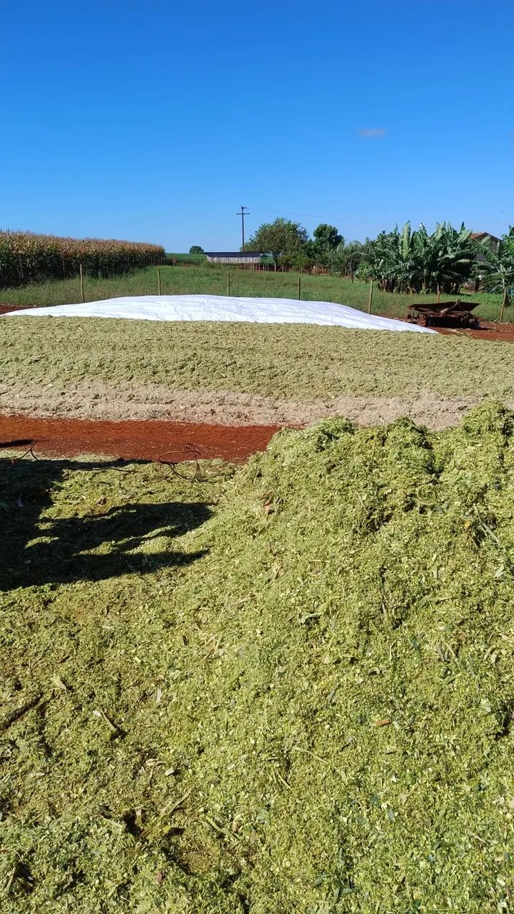 Silagem de milho  - Foto 4