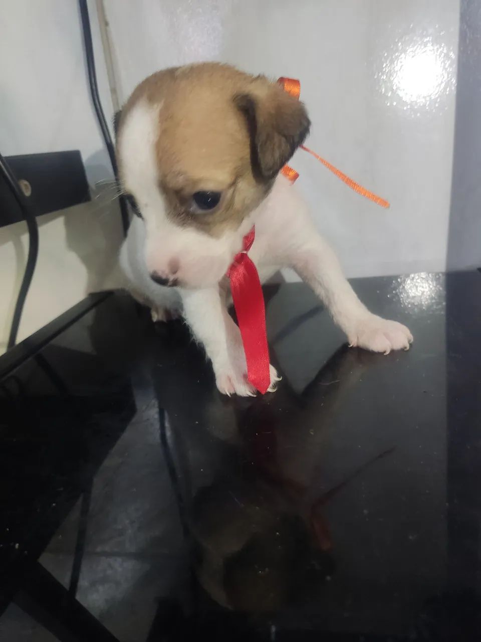 Pequenos - Foto 3