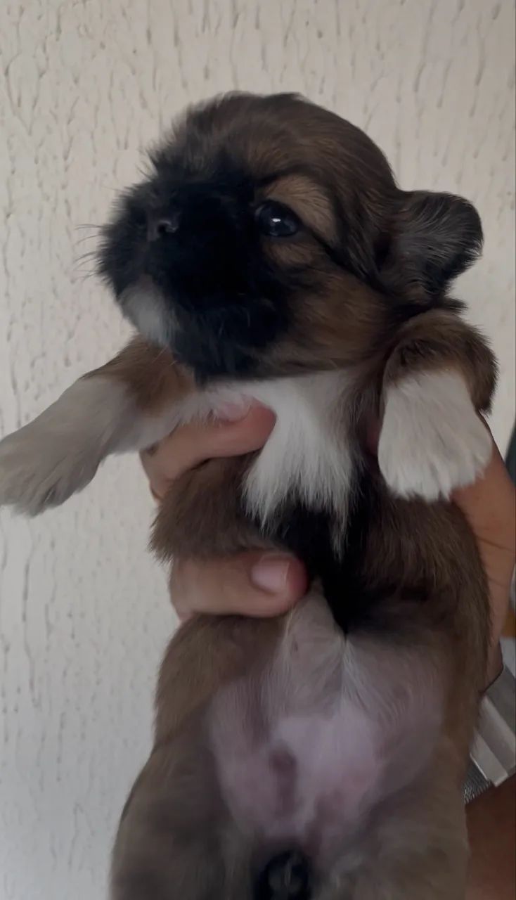 Filhote de Shih tzu - Foto 3