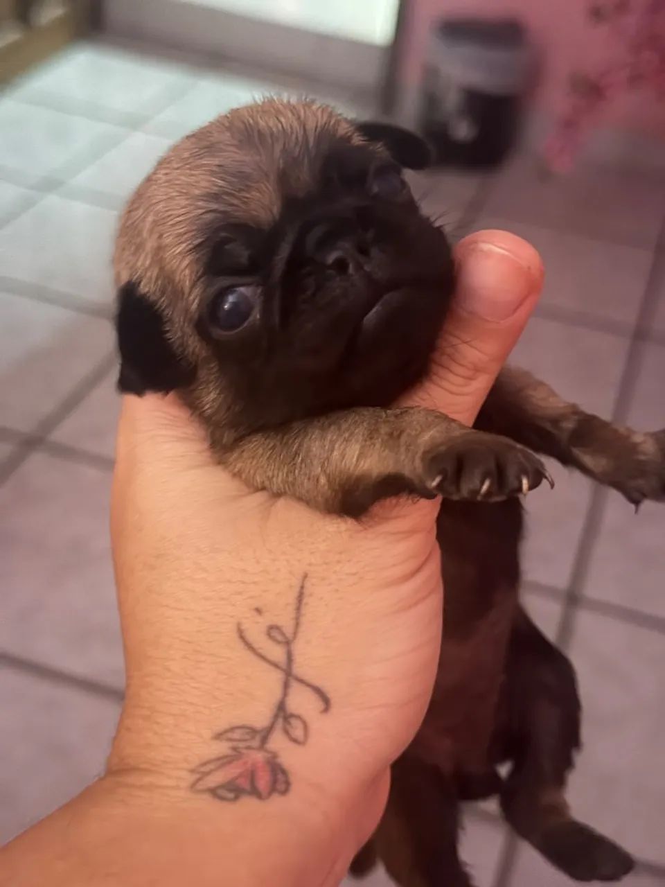 Cachorro pug  - Foto 2