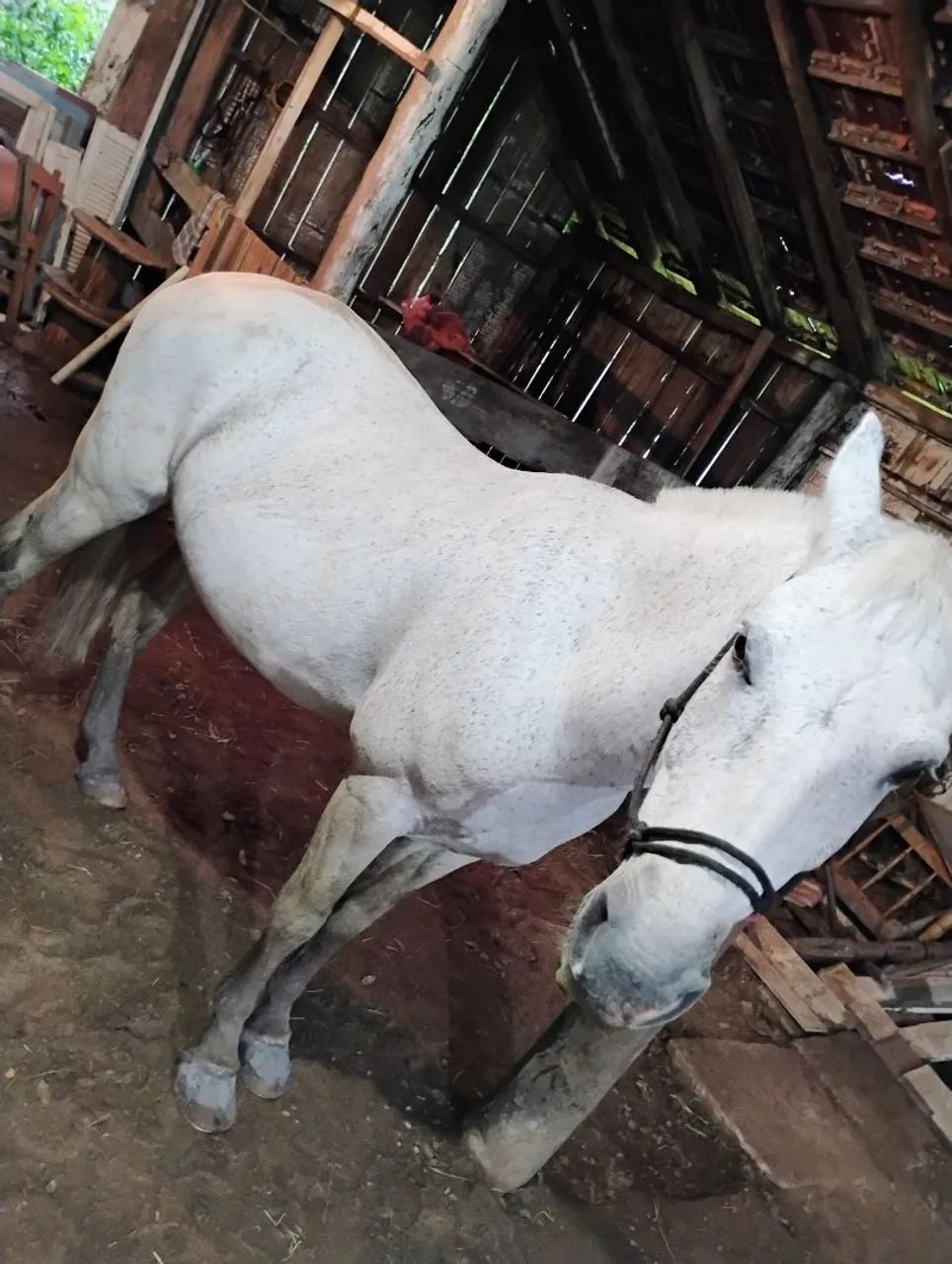 Cavalo Tordilho  - Foto 6