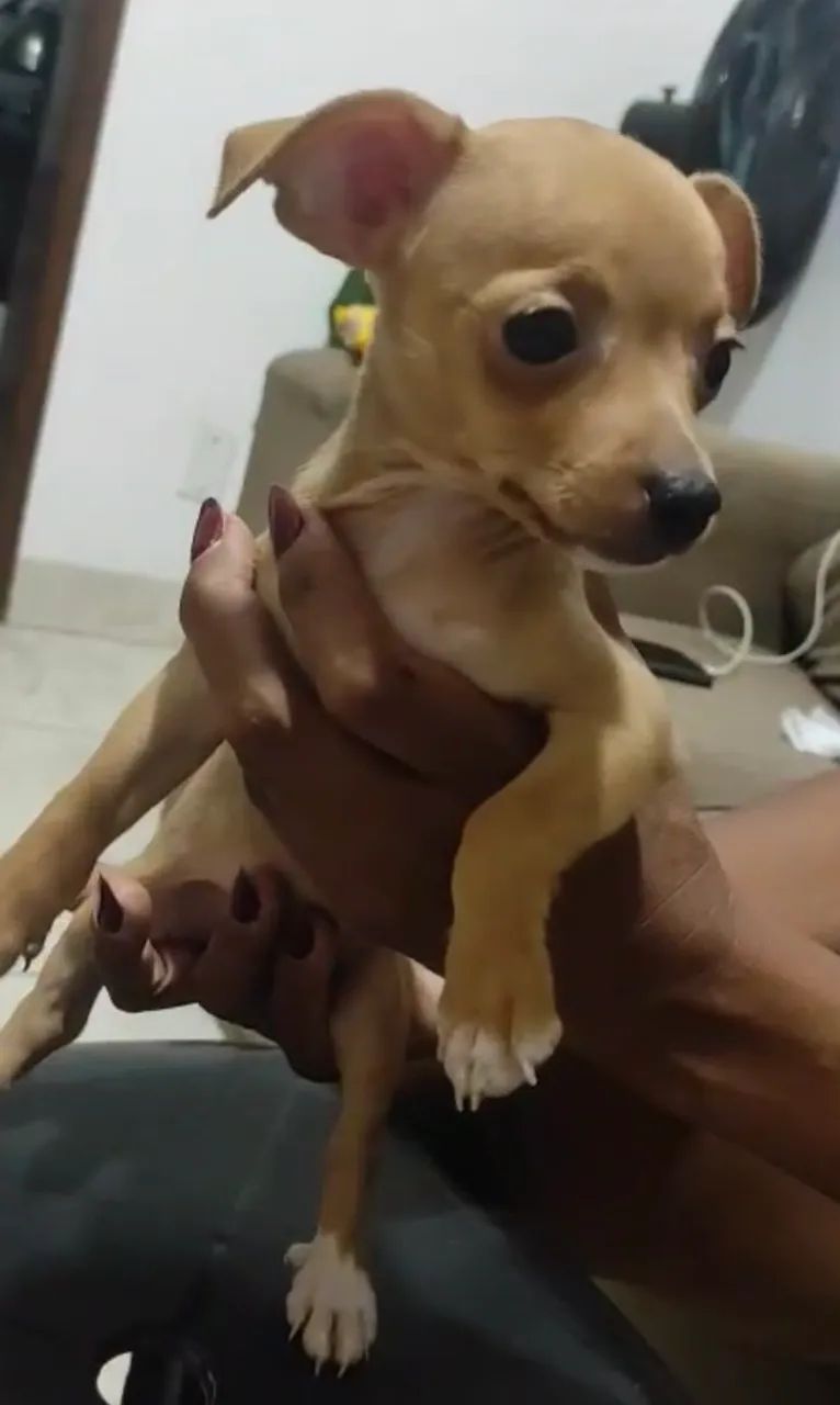 Pinscher 1