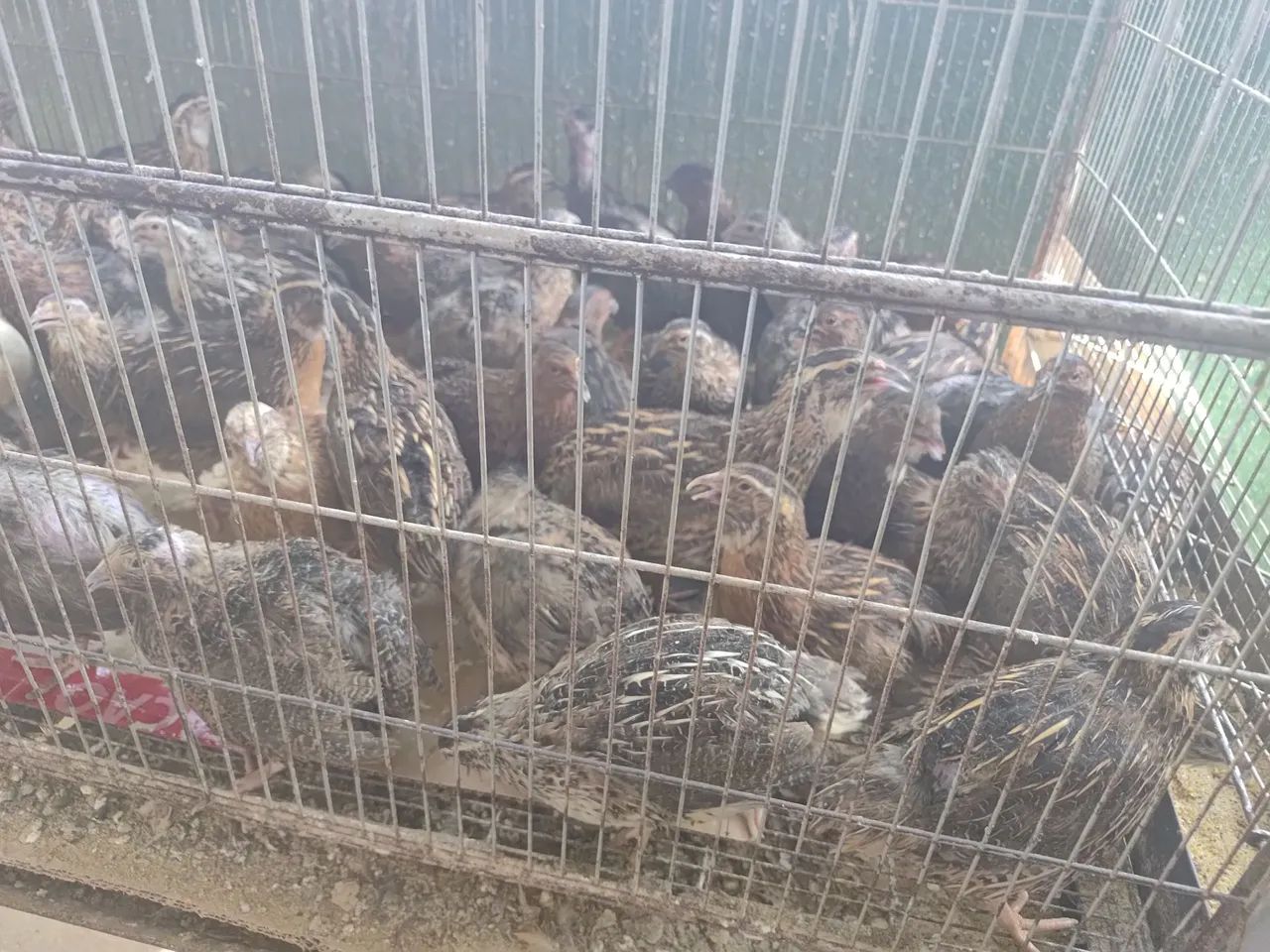 Vende-se cordonas - Foto 2