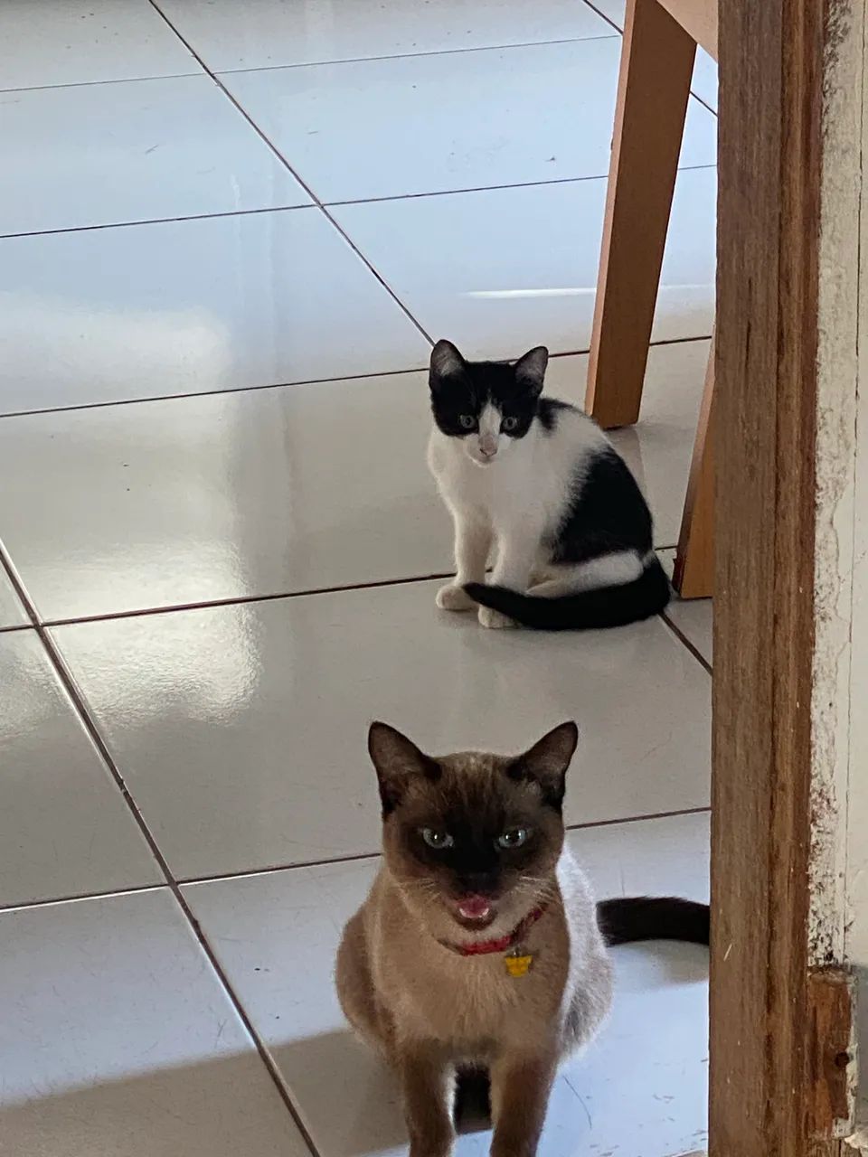 Doação de gatos - Foto 2